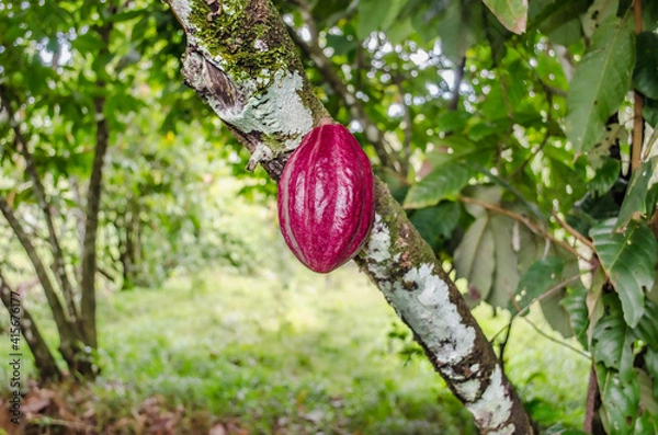 Fototapeta Costa Rica Cacao Tree and Fruit