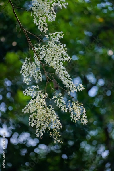 Obraz blossoming tree
