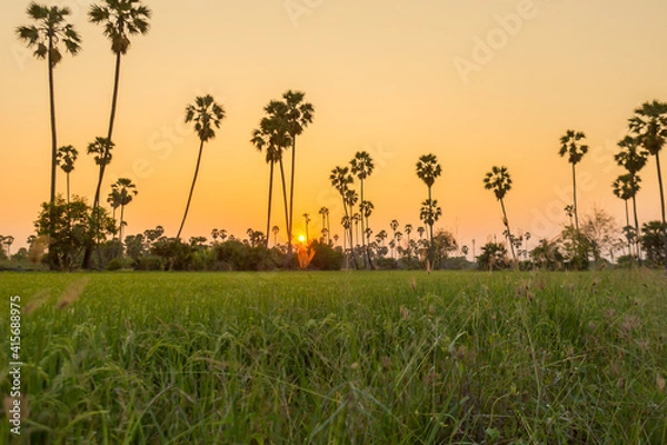 Fototapeta Rice field with sugar palm Sunset in pathum thani , Thailand