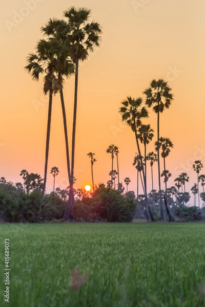 Fototapeta Rice field with sugar palm Sunset in pathum thani , Thailand