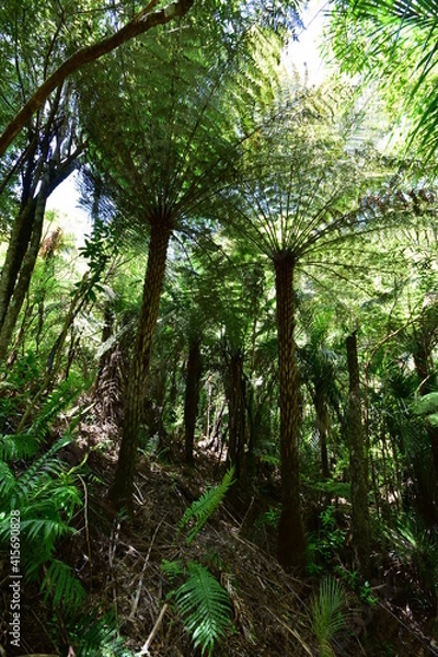 Fototapeta Steep slope with giant fern trees forming dark canopy in native forest of New Zealand.