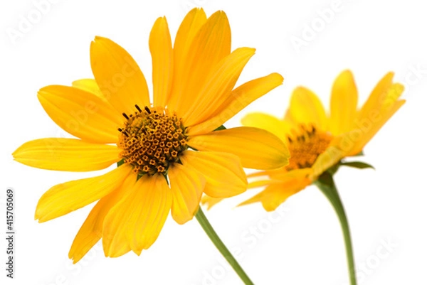 Obraz Jerusalem artichoke flower (topinambur) on white background