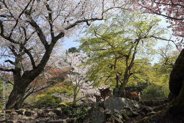 Fototapeta 満開の桜を見つめる宮島の鹿たち