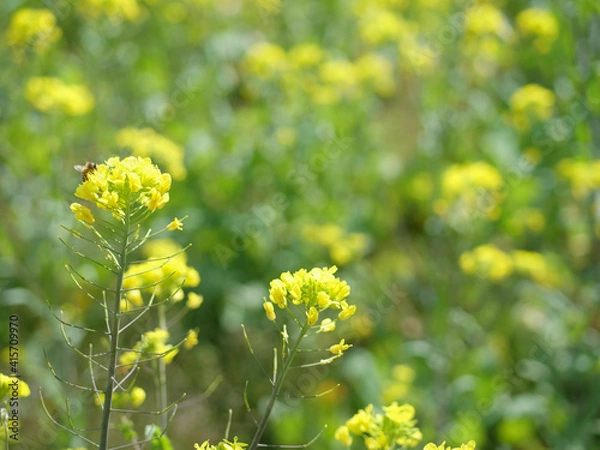 Fototapeta 菜の花畑菜の花アップ