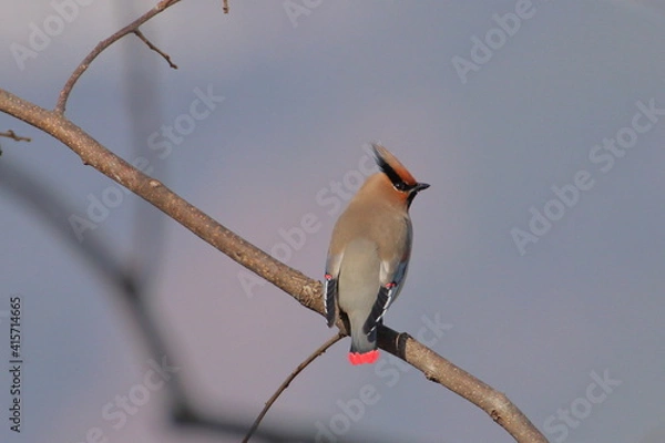 Obraz 朝日を受けるレンジャク