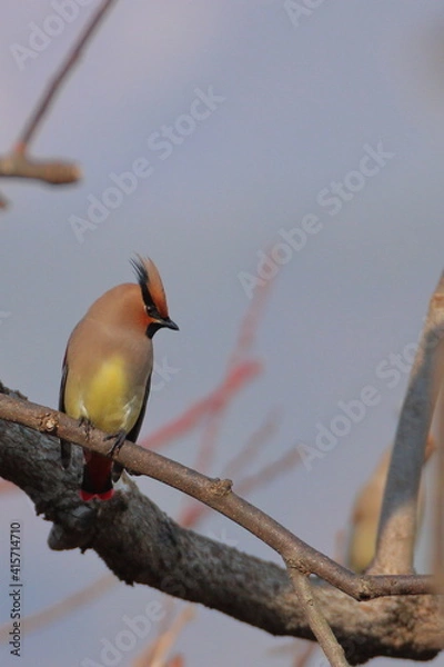 Obraz 朝日を受けるレンジャク