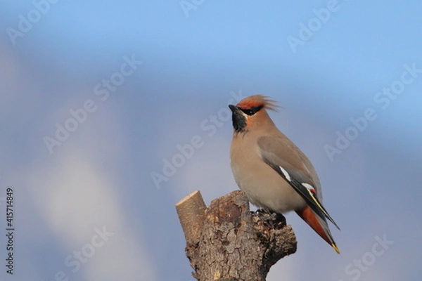 Obraz 朝日を受けるレンジャク