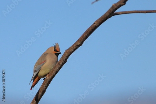 Obraz 朝日を受けるレンジャク