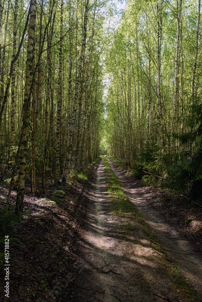 Obraz path in the woods