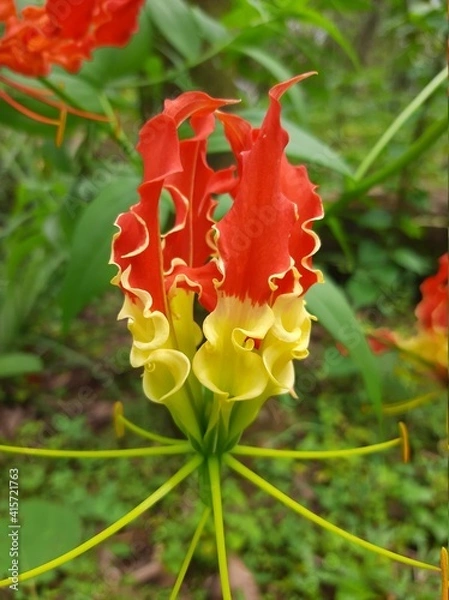 Obraz red and yellow flower