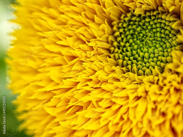 Obraz Sunflower Teddy Yellow Macro