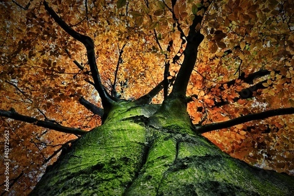 Obraz Jesienne drzewo