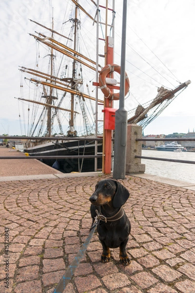 Fototapeta Black and tan dachshund at navy pier on sunny day, Helsinki, Finland