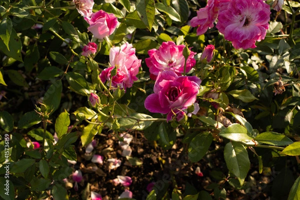 Obraz pink roses in a park