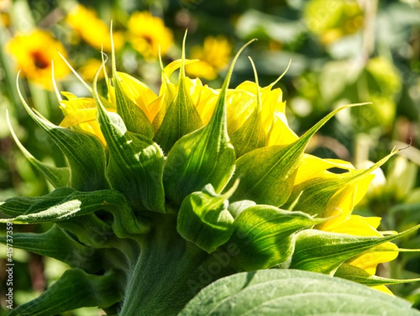 Obraz sunflower_back