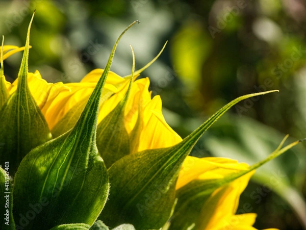 Obraz Sunflower_back