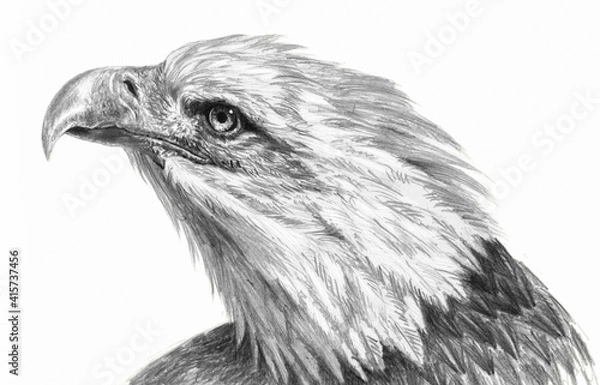 Fototapeta Realistic freehand drawing. Eagle head isolated on a white background. Monochrome illustration