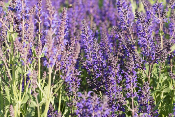 Obraz Purple meadow flowers in sunny day. All shades of violet: purple, mauve, lilac, electric, grape color.  Selective focus.