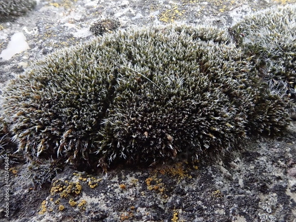 Fototapeta OLYMPUS DIGITAL CAMERA