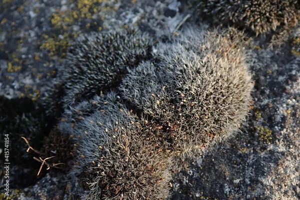 Fototapeta OLYMPUS DIGITAL CAMERA