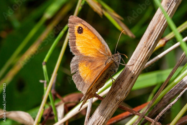 Fototapeta Papillon Myrtil femelle en gros plan