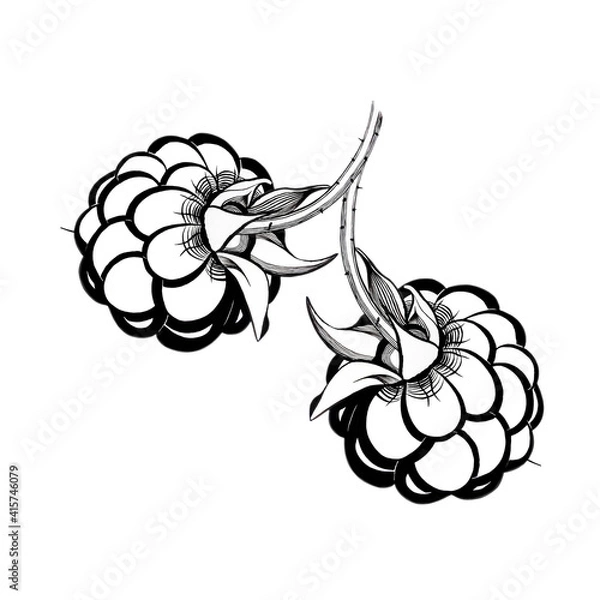 Fototapeta stylized two black and white black berry raspberry