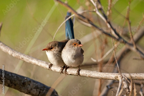 Fototapeta Splendid Fairy-wrens on a branch