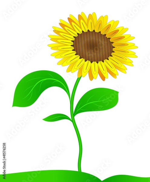Obraz Sunflower. Vector.