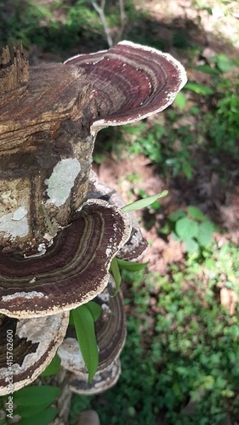 Obraz mushroom in the forest