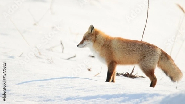 Obraz 雪の中に佇む野生のキタキツネ