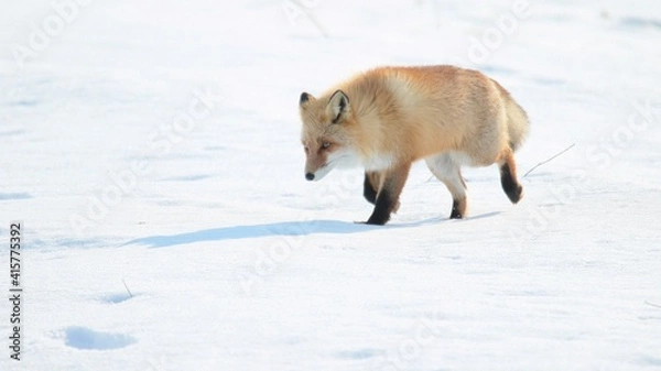 Obraz 雪の中に佇む野生のキタキツネ