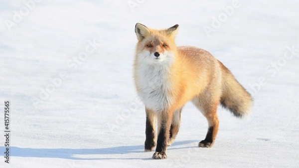 Fototapeta 雪の中に佇む野生のキタキツネ