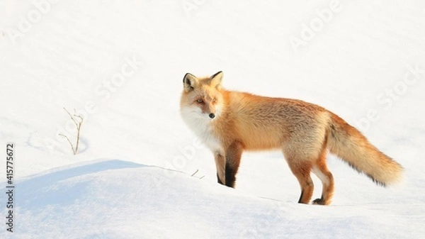 Obraz 雪の中に佇む野生のキタキツネ
