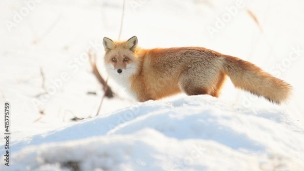 Obraz 雪の中に佇む野生のキタキツネ