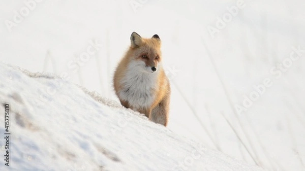 Obraz 雪の中に佇む野生のキタキツネ