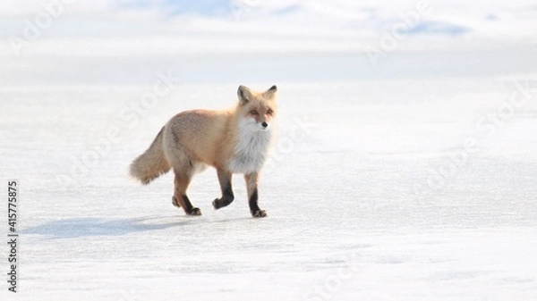 Obraz 雪の中に佇む野生のキタキツネ