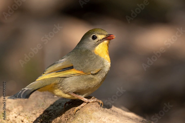 Obraz Red-billed leiothrix 
