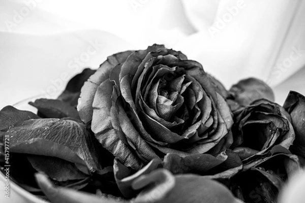 Obraz Черно-белая фотография цветка розы