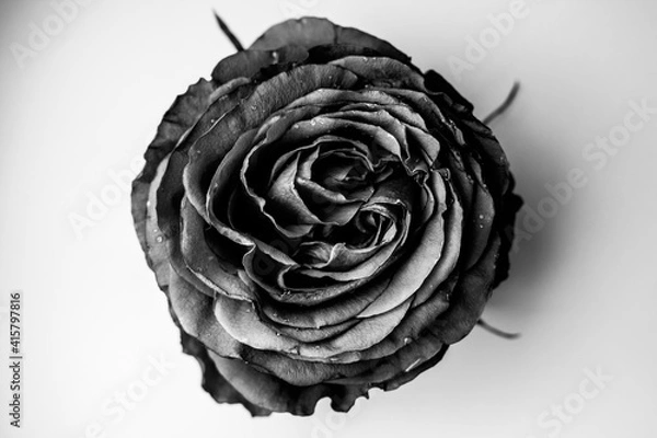 Obraz Черно-белые фотографии розы в воде