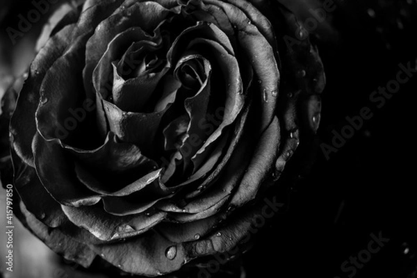Obraz Черно-белые фотографии розы в воде