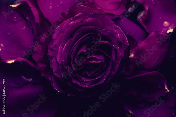 Obraz пурпурная роза на 8 марта для девушек