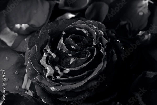 Obraz Черно-белые фотографии розы в воде