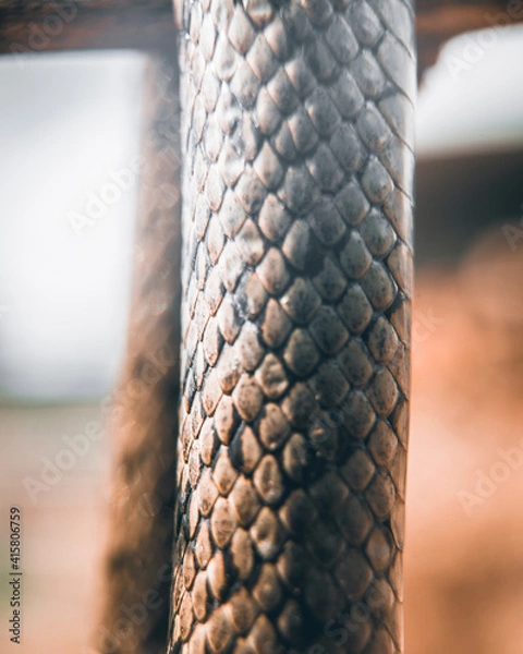 Fototapeta Snake