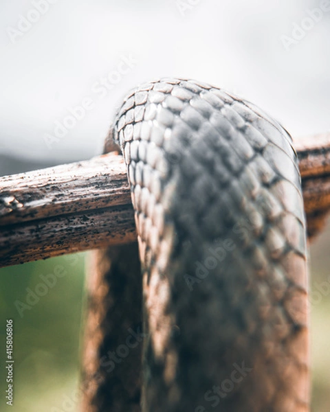 Fototapeta Snake macro