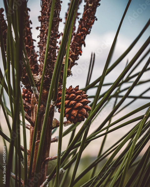 Fototapeta pineapple on a tree