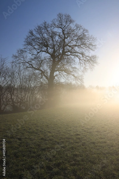 Fototapeta Eiche im Nebel, Hochformat