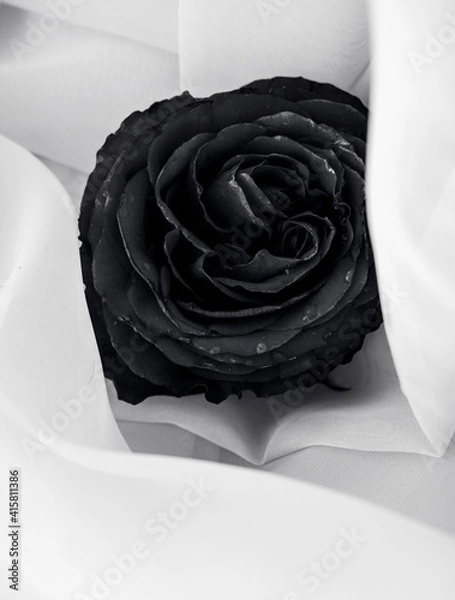Obraz black rose on white background
