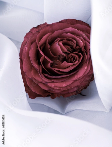 Obraz white rose on a white background