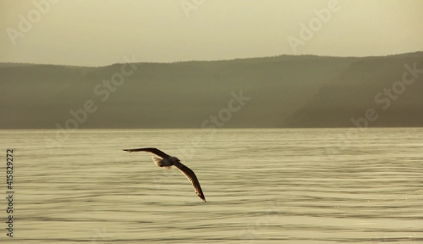 Obraz seagull in flight
