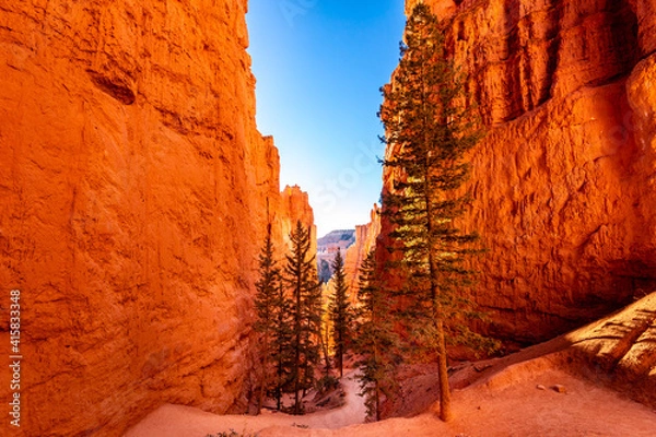Obraz Pine trees grow in a narrow canyon with red, sandstone walls along the Navajo Loop Train in Bryce National Park, Utah
